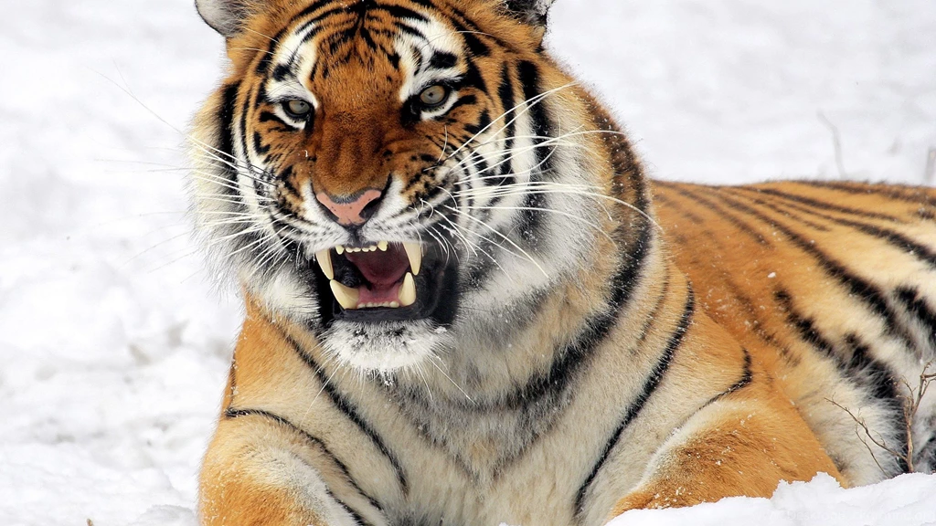 Wallpaper: Snow, Amur Tiger, Tiger, Aggression, Hunting, Teeth ...