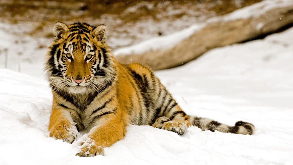 Download Wallpapers 2560x1440 Tiger, Predator, Look, Lying, Snow ...