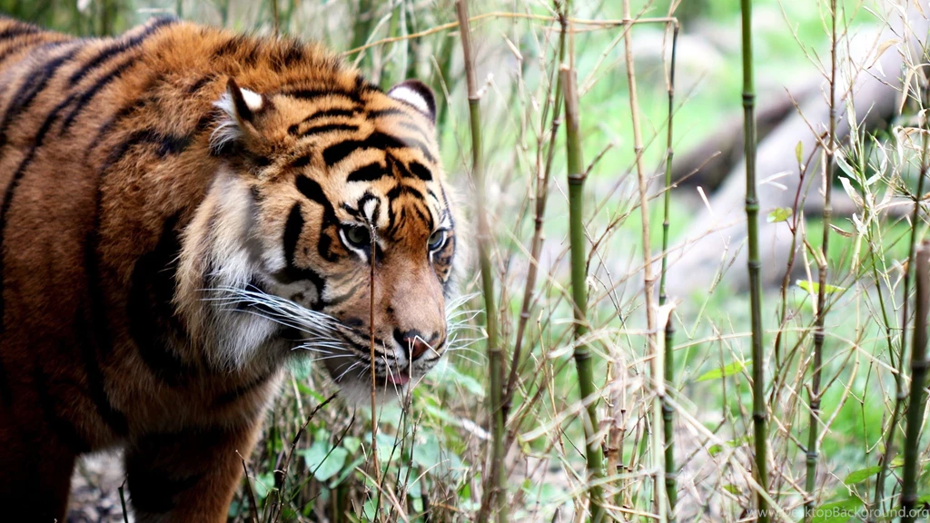 Download Wallpapers 2560x1440 Tiger, Big Cat, Grass, Walking ...