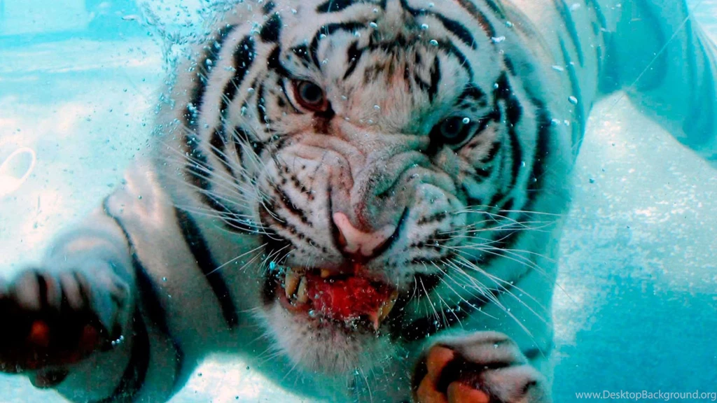 Wallpapers Wild Apple Mac Hd Underwater Tiger Attack On 1920x1080 ...