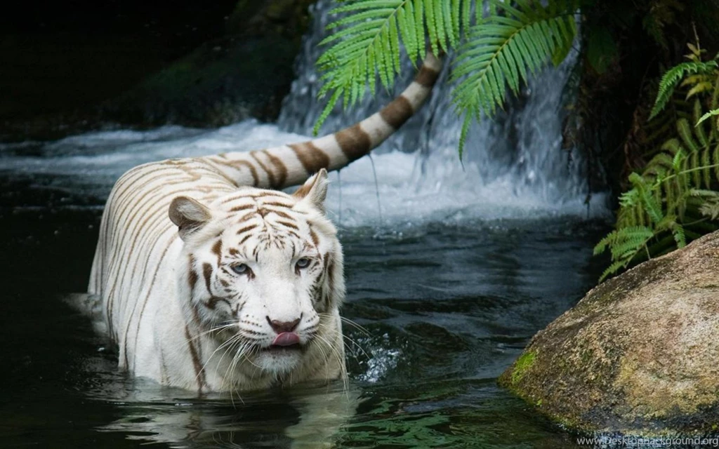 Fierce Tiger Mac Wallpapers Download