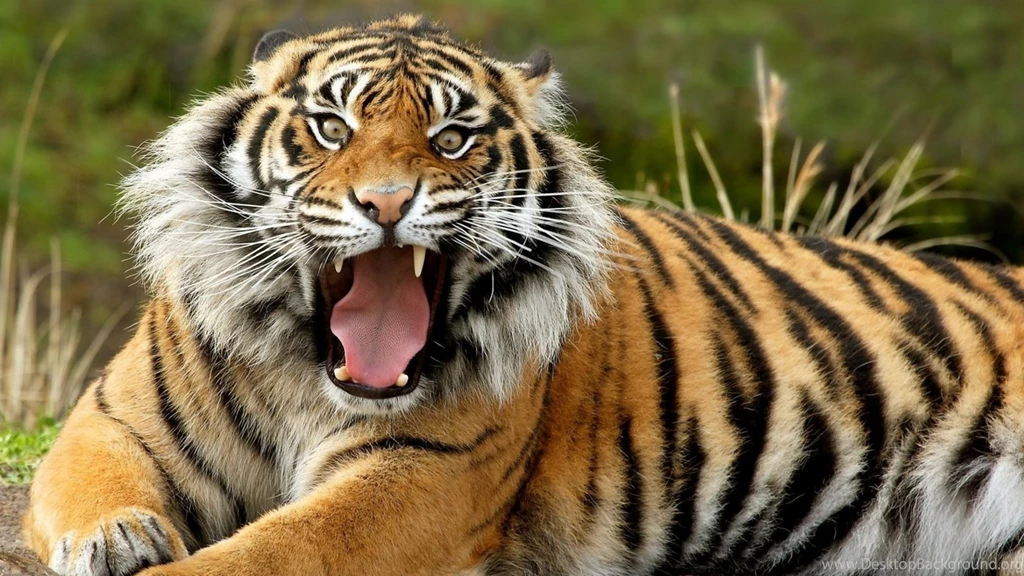 Download Wallpapers 2560x1440 Tiger, Face, Teeth, Anger Mac iMac 27 ...