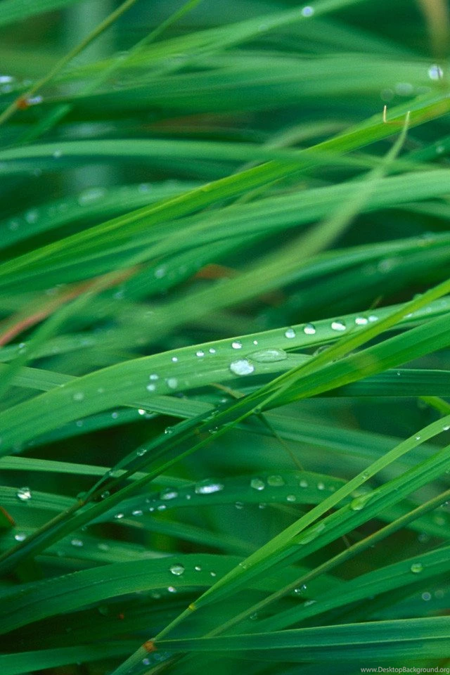 iPhone 4 Nature Wallpapers