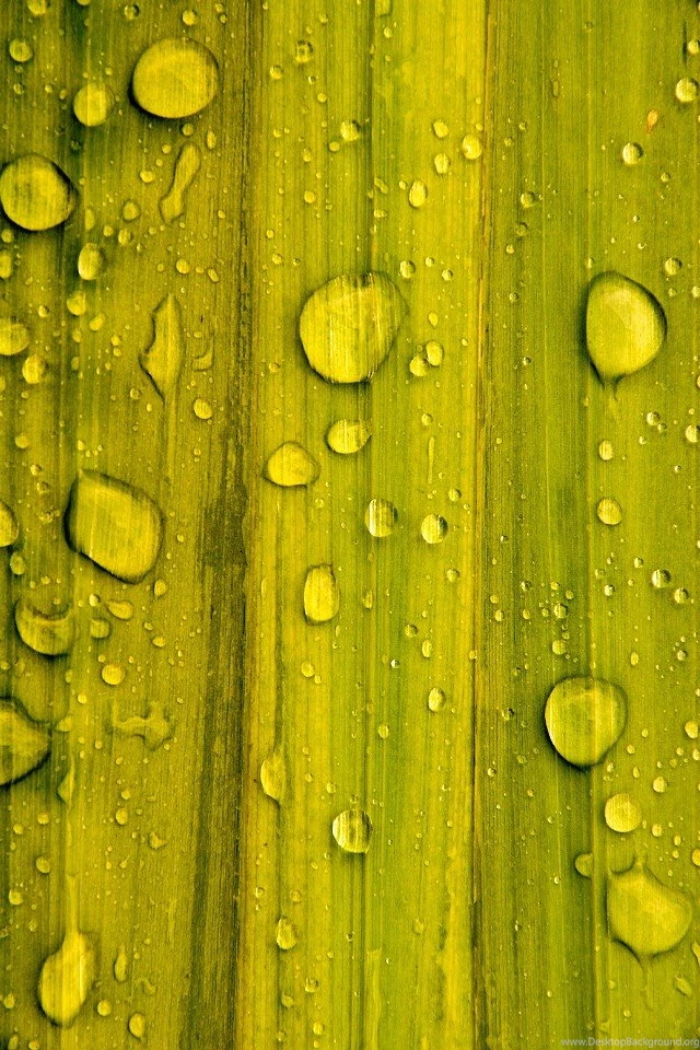 iPhone 4 Nature Wallpapers