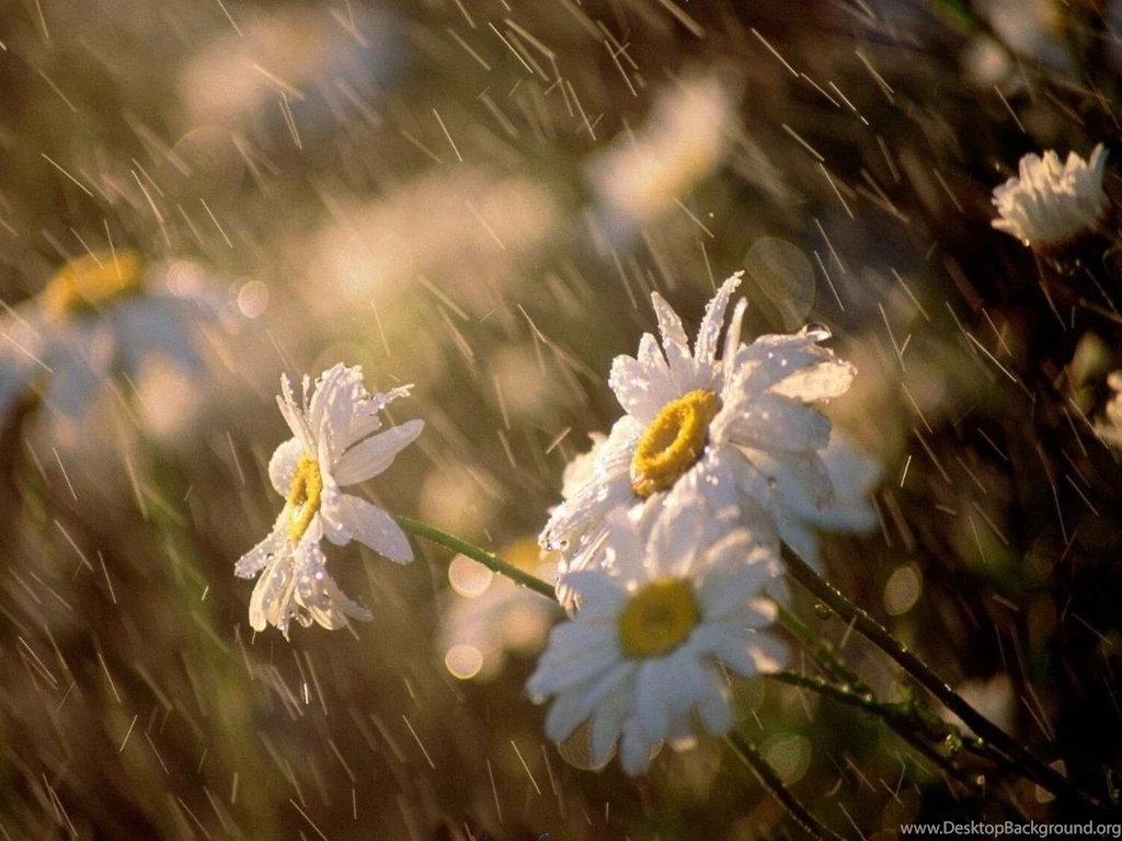 Rainy Day Daisies (