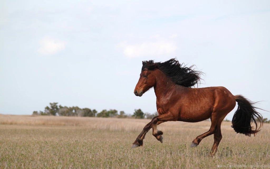 Running Horses HD Wallpapers. 4K Wallpapers