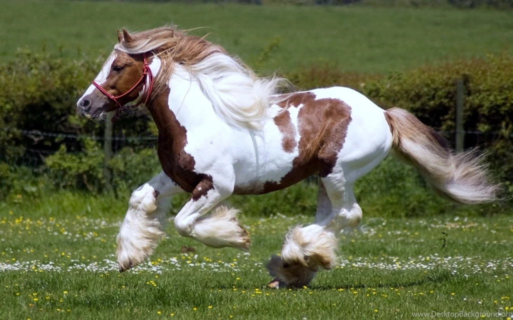 Running Horse Hd Wallpapers Download High Quality Wallpapers Free ...