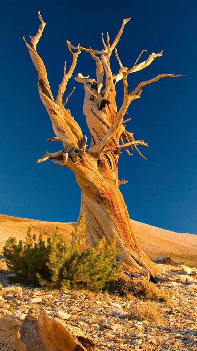 iPhone 5 Wallpapers Nature 06