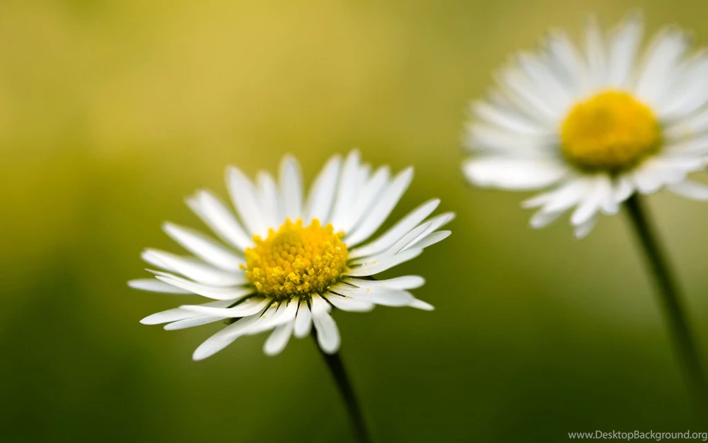Beautiful, White, Daisies, Hd, Desktop, Wallpaper, Backgrounds ...