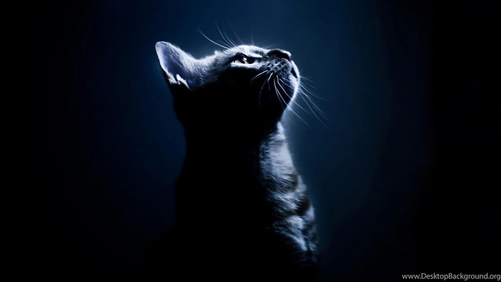 Cat Wallpaper Backgrounds