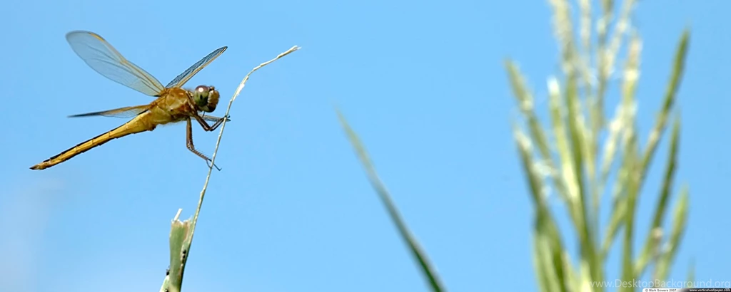 Vertical Wallpapers Dragonfly