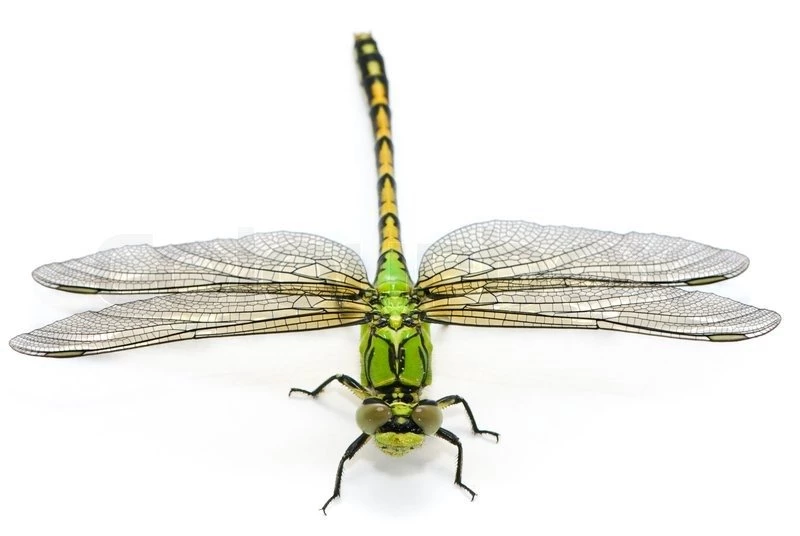 Ophiogomphus Cecilia. Green Snaketail Dragonfly On A White ...