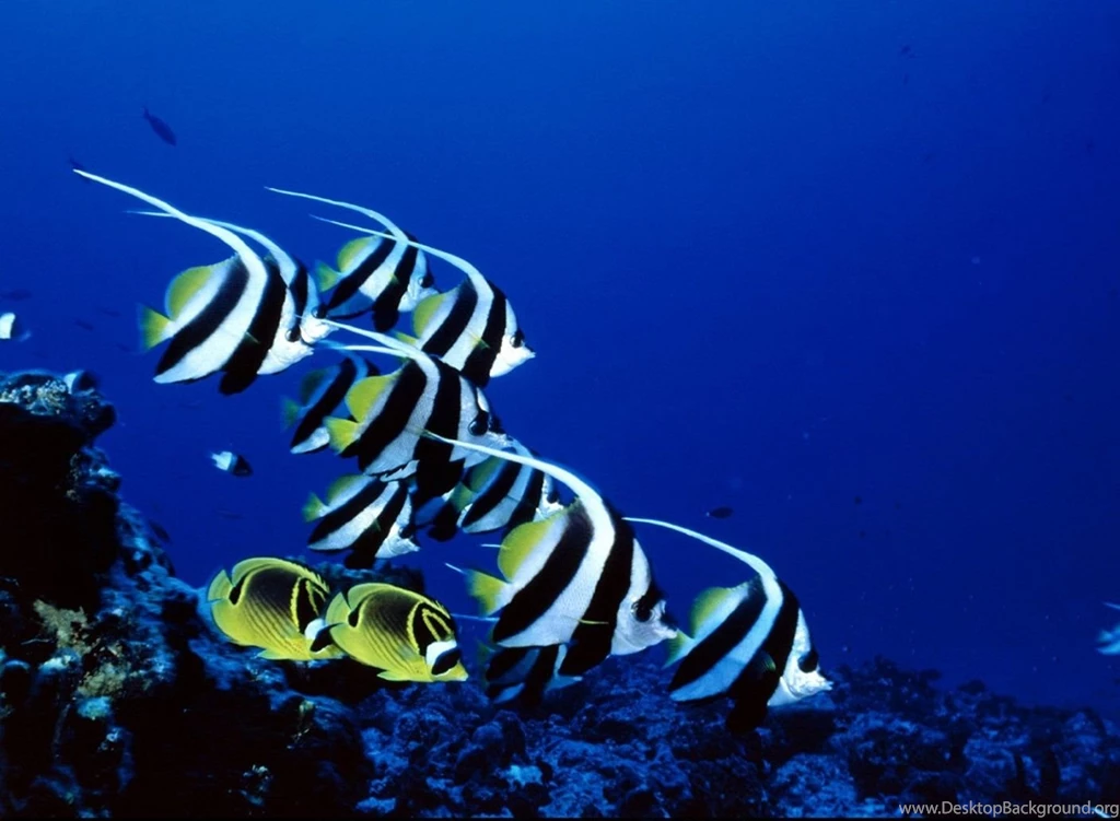 Best Angelfish Backgrounds Hd