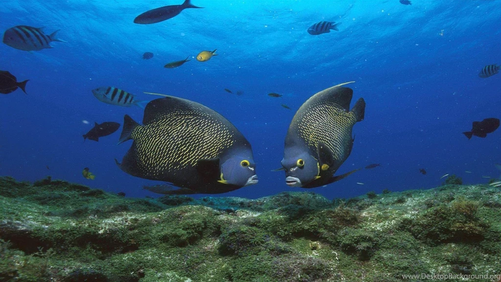 French Angelfish Wallpapers