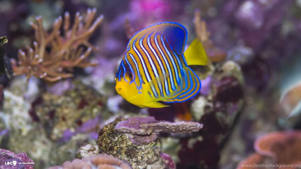 Regal Angelfish Wallpapers 7/17