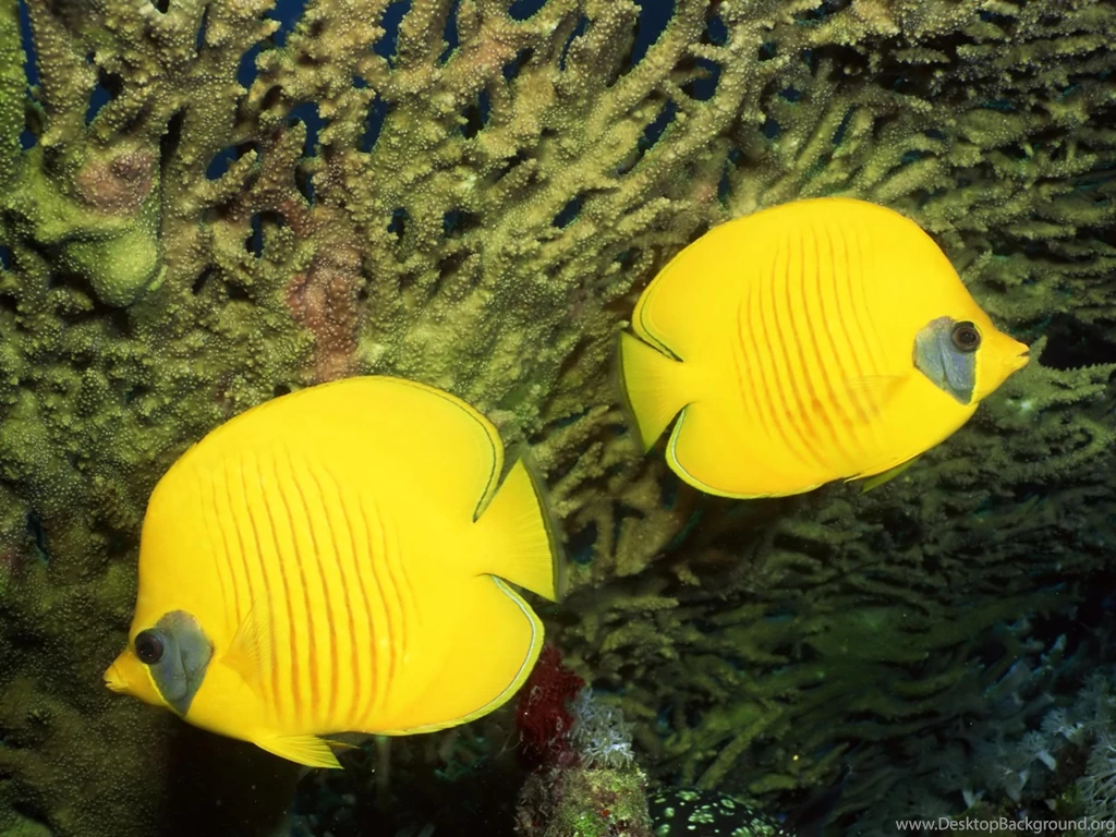 Desktop Wallpapers · Gallery · Animals · Lemon Peel Angelfish ...