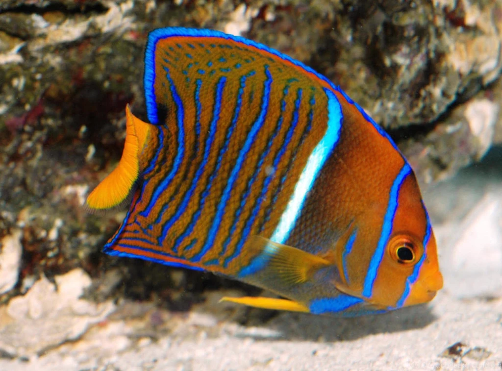 Juvenile King Angelfish Wallpapers Free Fish Downloads
