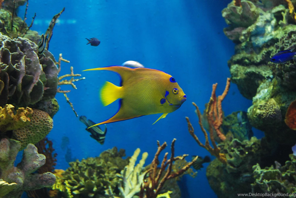 Set Of Angel Fish Picture On Animal Picture Society