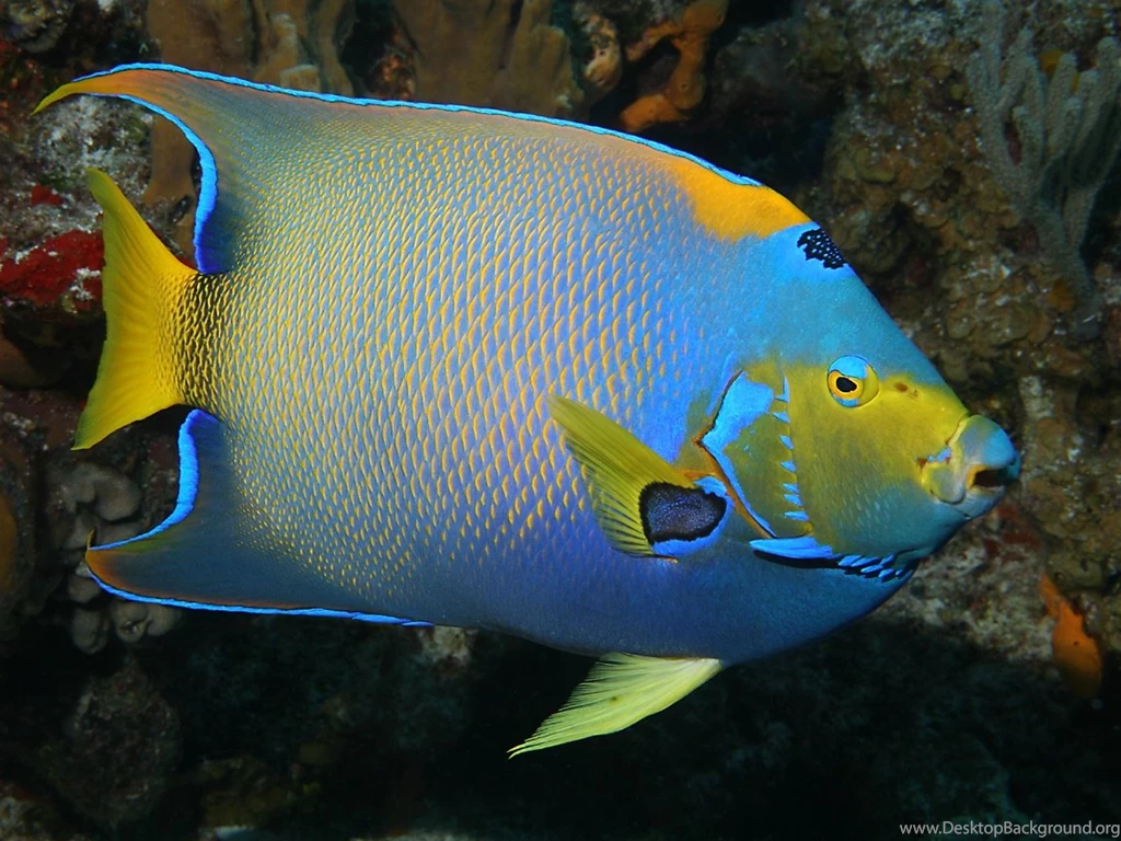 Angelfish Wallpapers