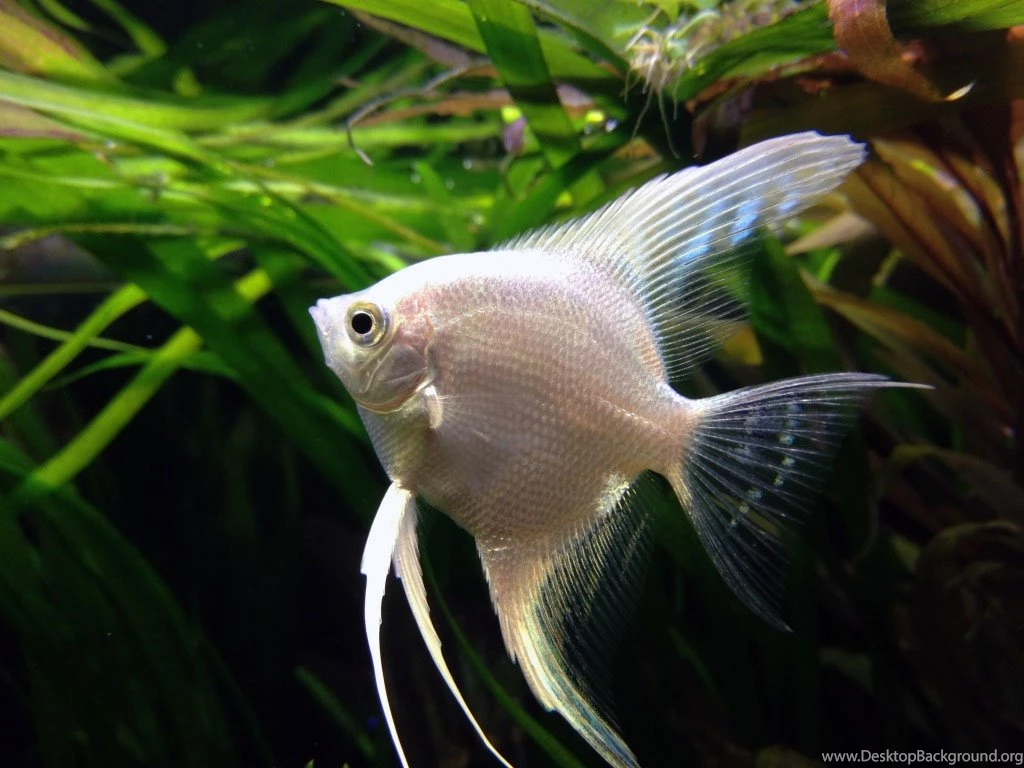 Freshwater Angelfish Information