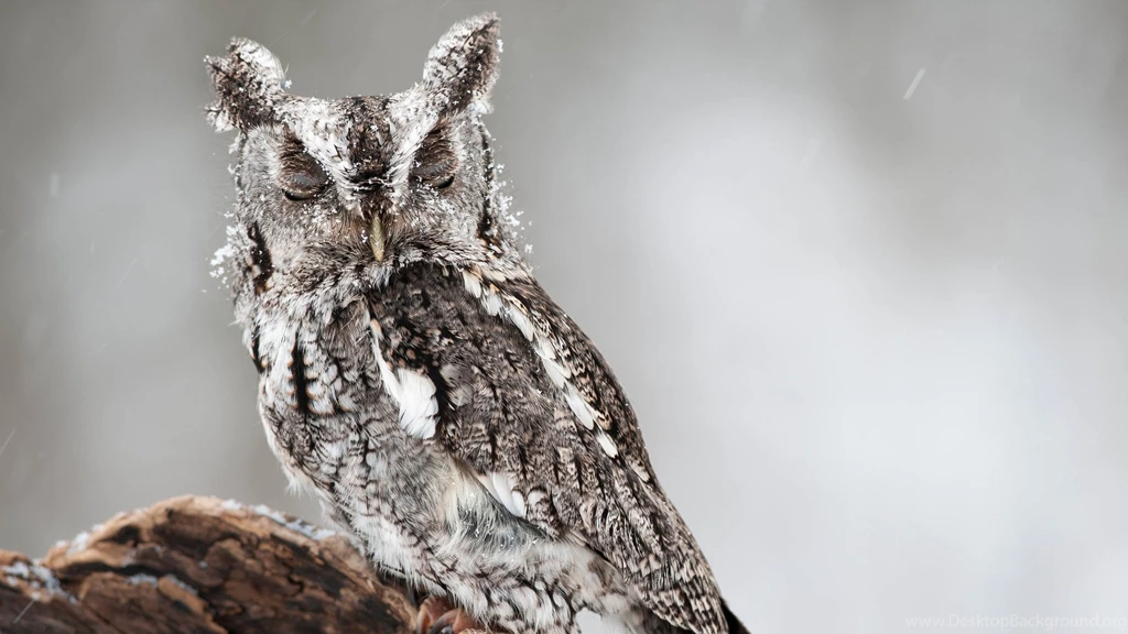 Download Wallpapers 3840x2160 Owl, Bird, Predator, Look, Dream 4K ...