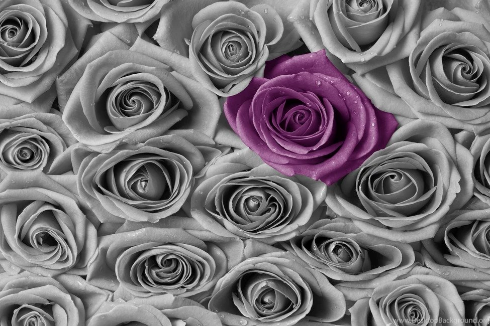 Roses Purple And Grey Wall Mural & Photo Wallpapers Photowall