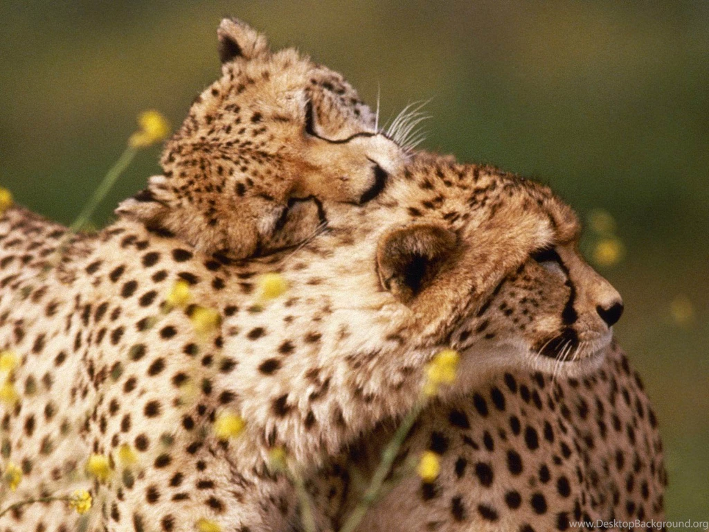 Cheetah Images Collection (40+)