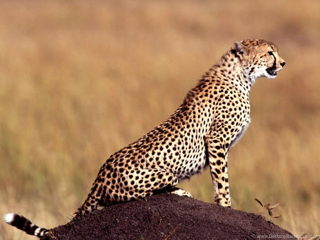Cheetah Images Collection (40+)
