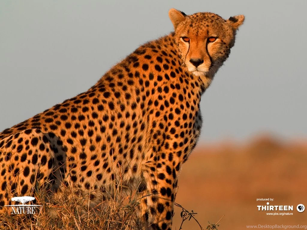 Cheetah Wallpapers For Phone Wallpapers Zone