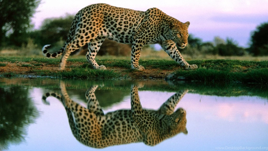 Cheetah Backgrounds Free Download