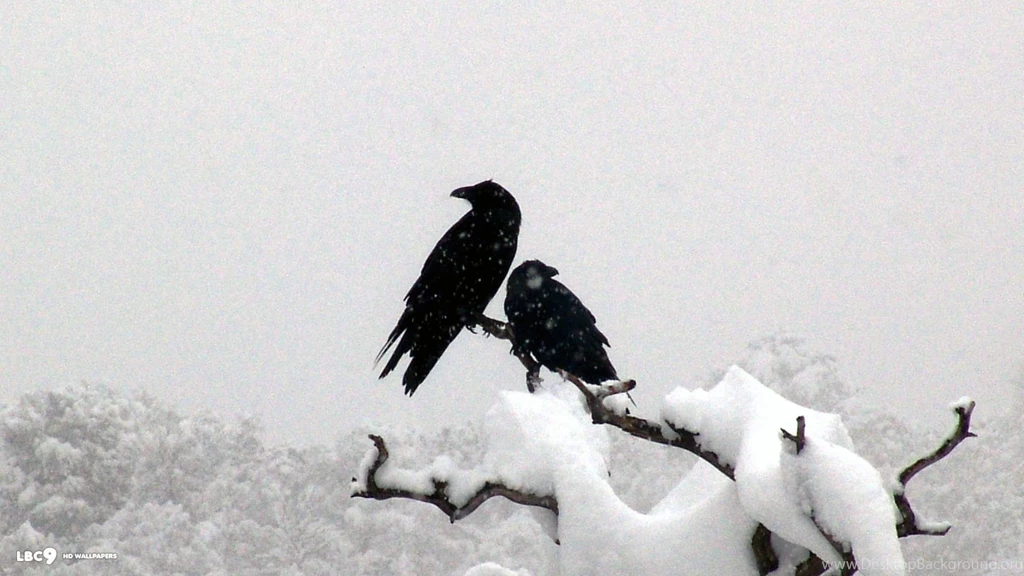 Raven Wallpapers 35/39
