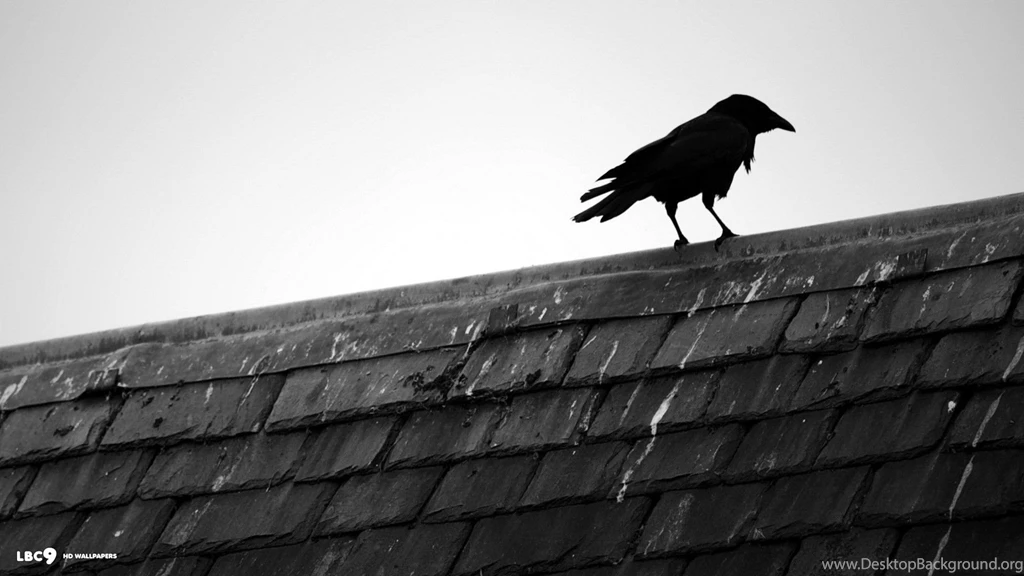 Raven Wallpapers 31/39