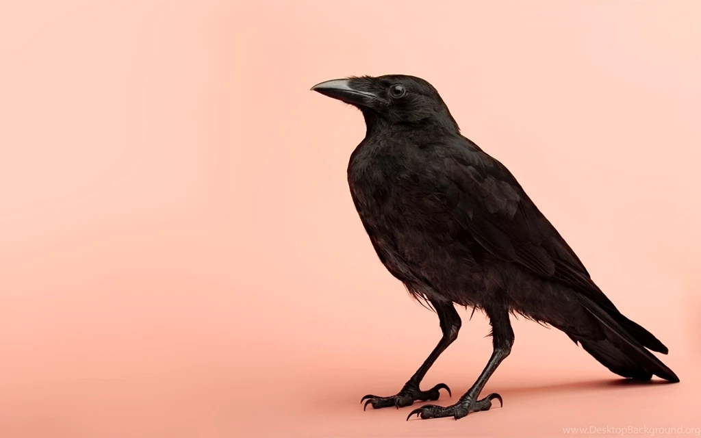 Ravens On Pinterest