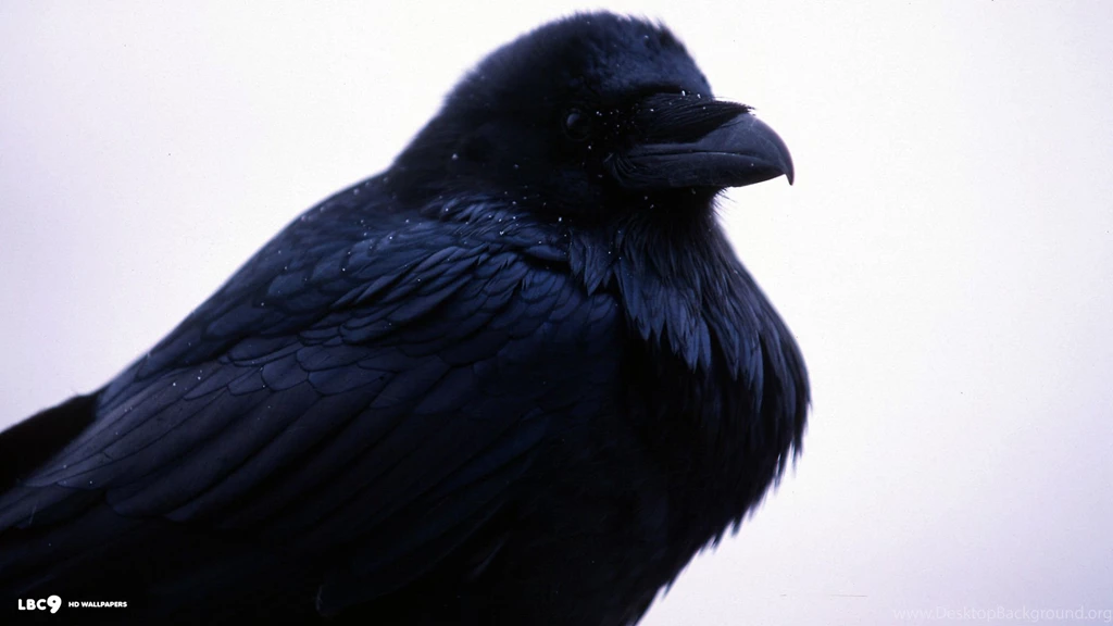 Raven Wallpapers 27/39