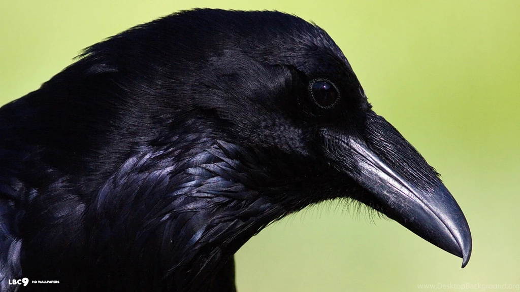 Raven Wallpapers 10/39