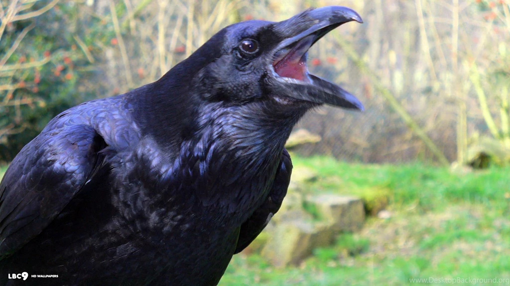 Raven Wallpapers 23/39