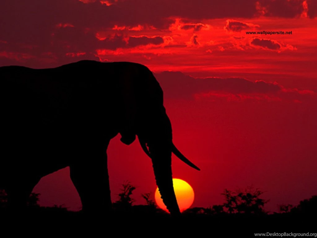 XMWallpapers.com    Wallpapers Animals Misc Elephant Wallpapers 002 1024