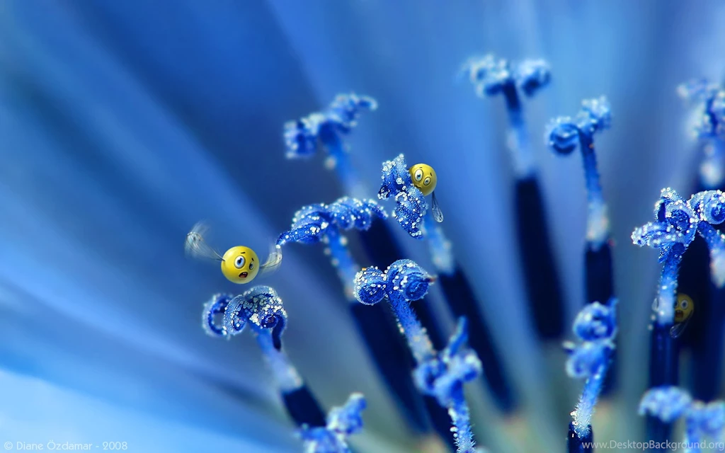 Wild Smilies Wallpapers