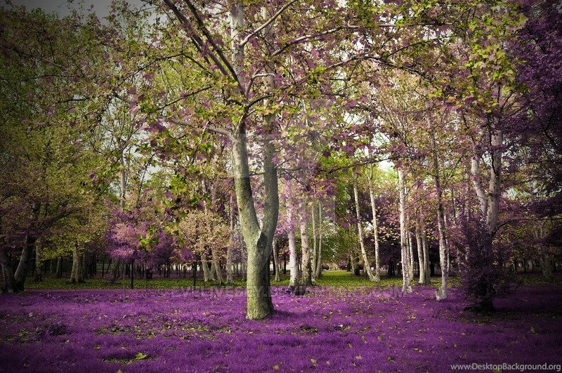 Woods Premade Backgrounds By EveLivesey On DeviantArt