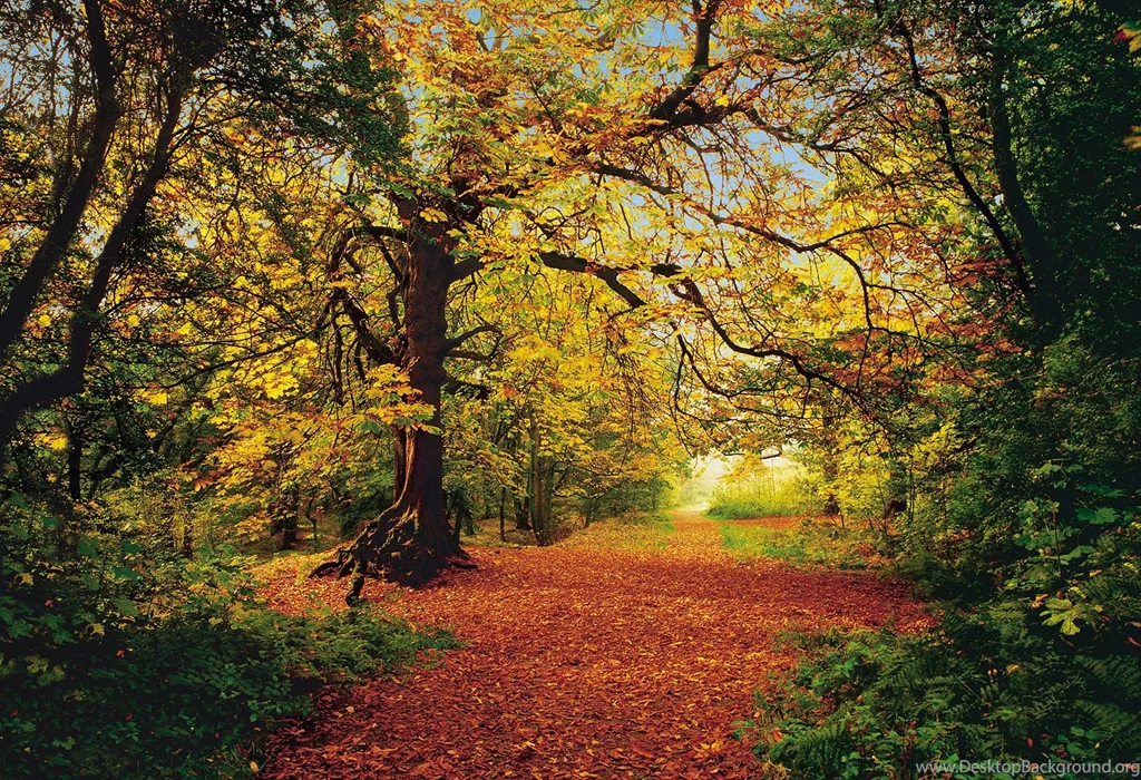 Komar Autumn Forest   8 068