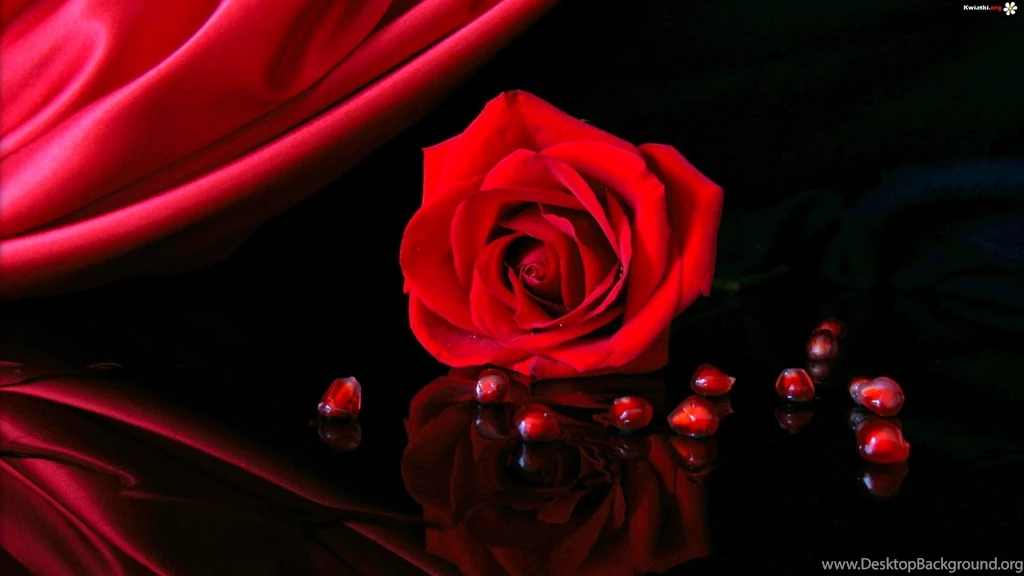 Osam high definition Red Rose wallpaper download free