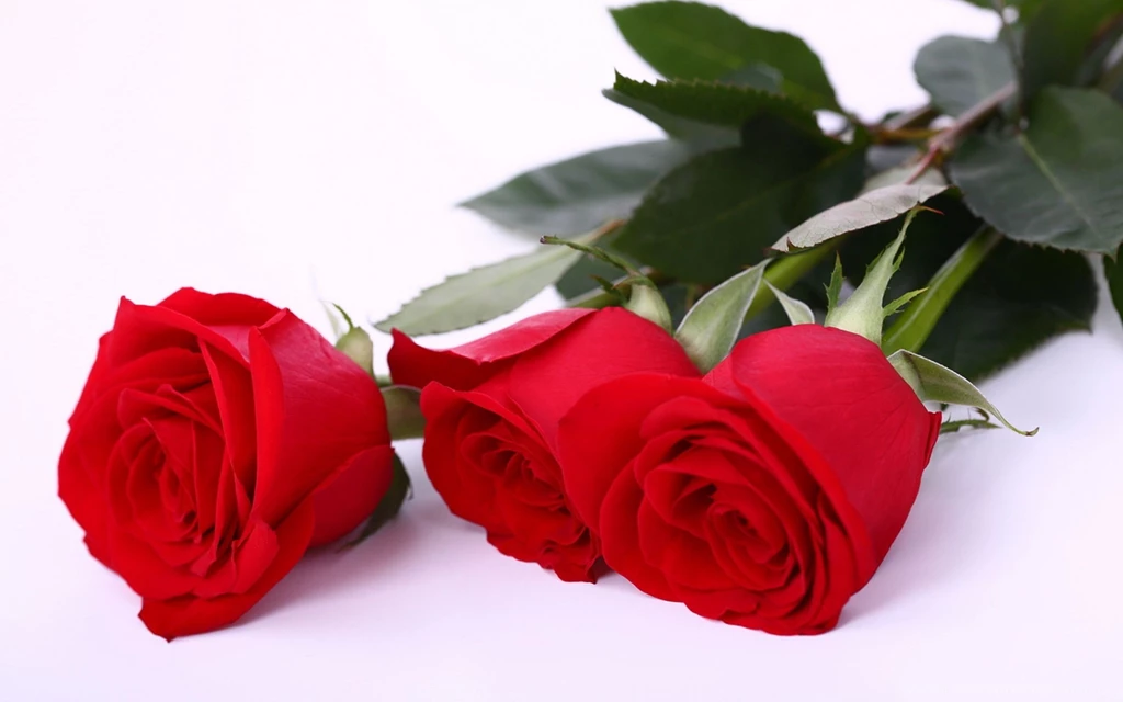 Desktop Wallpapers Roses – Desktop Wallpapers
