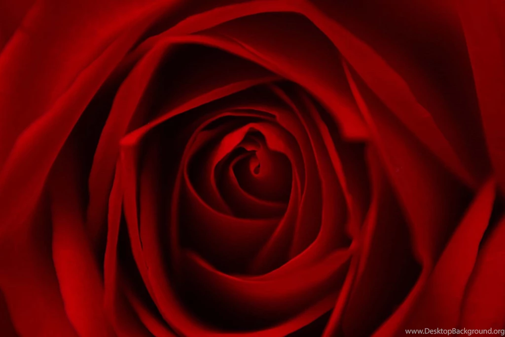 Rose Backgrounds Pictures, Images High Quality