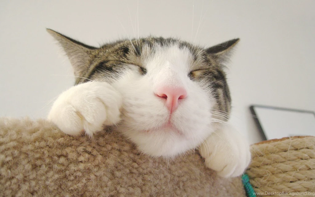 Cute Cat Sleeping Wallpapers HD 7104 Amazing Wallpaperz