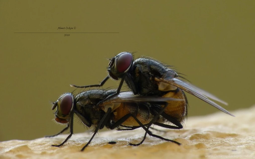 Easy Rider By Metkan On DeviantArt