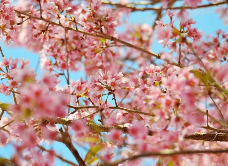 Spring Season Wallpapers