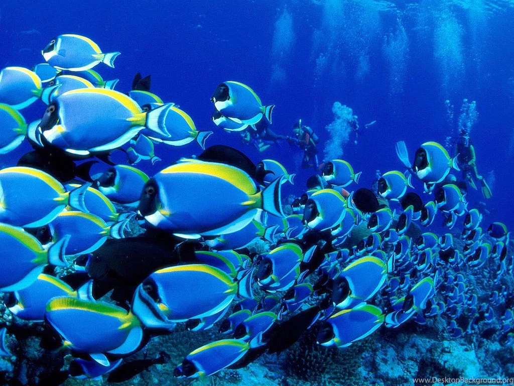 Fishing Offshore Beautiful HD Wallpapers
