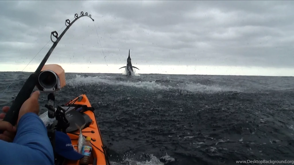 Big Marlin From Kayak Australia And Sharks From Kayak YouTube