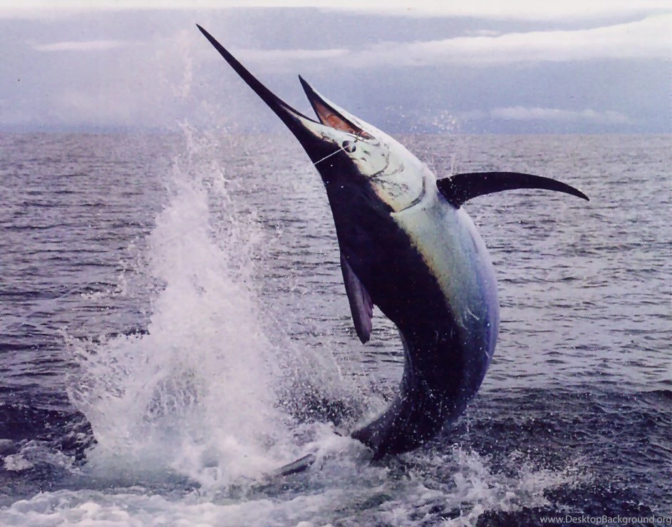 Offshore Fishing In Costa Rica