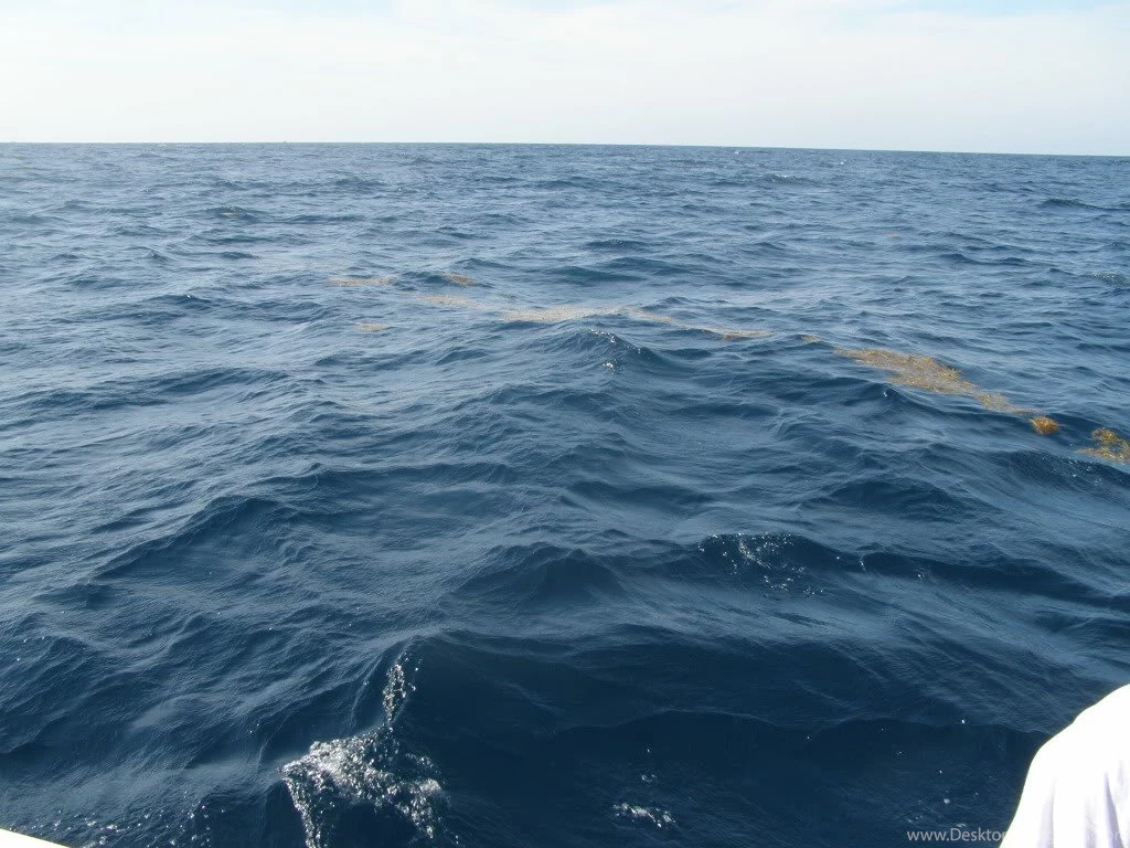 6 3 2012 Port Saint Lucie Offshore Fishing Report: